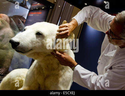 Berlin, Deutschland. 28. Juli 2014. Kopf Stuffer Detlev Matzke kämmt das Fell der Verbindung von Eisbär Knut im Naturkundemuseum in Berlin, Deutschland, 28. Juli 2014. Der ehemalige Publikumsliebling aus dem Berliner Zoo ist jetzt ein Teil einer Ausstellung im Museum. Foto: Daniel Bockwoldt/Dpa/Alamy Live News Stockfoto