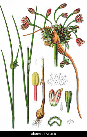 Feld Knoblauch, Allium oleraceum Stockfoto