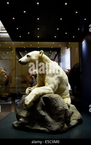 Berlin, Deutschland. 28. Juli 2014. Die Verbindung des Eises zu tragen Knut steht im Museum der Naturwissenschaften in Berlin, Deutschland, 28. Juli 2014. Der ehemalige Publikumsliebling aus dem Berliner Zoo ist jetzt ein Teil einer Ausstellung im Museum. Foto: Daniel Bockwoldt/Dpa/Alamy Live News Stockfoto