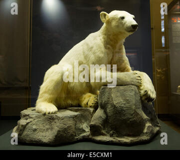 Berlin, Deutschland. 28. Juli 2014. Die Verbindung des Eises zu tragen Knut steht im Museum der Naturwissenschaften in Berlin, Deutschland, 28. Juli 2014. Der ehemalige Publikumsliebling aus dem Berliner Zoo ist jetzt ein Teil einer Ausstellung im Museum. Foto: Daniel Bockwoldt/Dpa/Alamy Live News Stockfoto