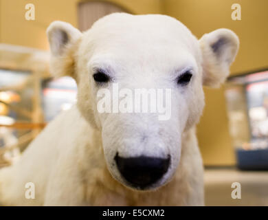 Berlin, Deutschland. 28. Juli 2014. Die Verbindung des Eises zu tragen Knut steht im Museum der Naturwissenschaften in Berlin, Deutschland, 28. Juli 2014. Der ehemalige Publikumsliebling aus dem Berliner Zoo ist jetzt ein Teil einer Ausstellung im Museum. Foto: Daniel Bockwoldt/Dpa/Alamy Live News Stockfoto