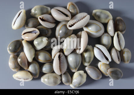 Indische grauen Kaurimuscheln Stockfoto