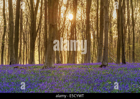 Sonnenlicht platzen durch die Bäume kurz nach Sonnenaufgang in Buche Wald voller Glockenblumen nahe Micheldever in Hampshire, Engl Stockfoto