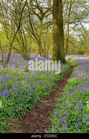 Ein Wanderweg führt durch einen Wald mit einem Teppich von Frühling Glockenblumen. Stockfoto