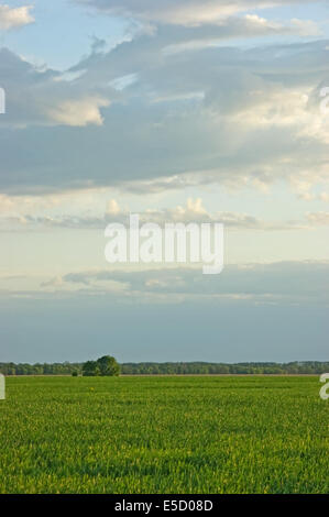 Einsamer Baum auf einer grünen Wiese Stockfoto