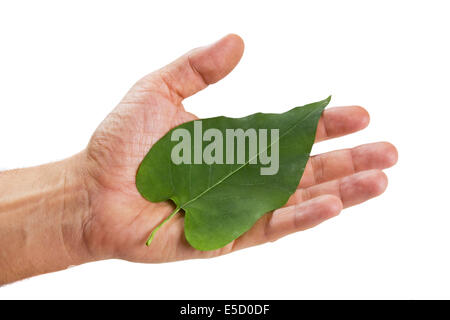 grünes Blatt liegt auf der Handfläche isoliert auf weißem Hintergrund Stockfoto