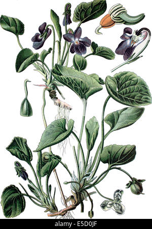 Holz Violet, wohlriechende Veilchen, englische Violet, gemeinsame violett, Blumengeschäft violett oder Garten Veilchen, Viola odorata Stockfoto