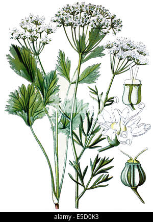 Anis, Anis, Pimpinella anisum Stockfoto