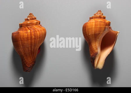 Indian Red rituelle Conch Shell Stockfoto