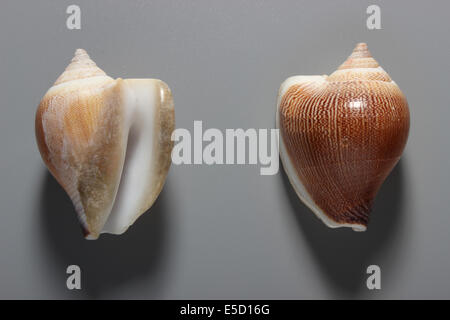 Indische Hund Conch Shell Stockfoto