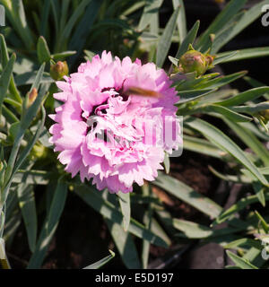 Rosa Dianthus Caryophyllus 'Fizzy' allgemein bekannt als Garten rosa Stockfoto