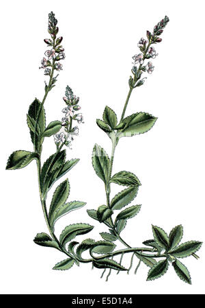 gemeinsamen Ehrenpreis, gemeinsame Gypsyweed, Pauls Betony, Heide Ehrenpreis, Veronica officinalis Stockfoto