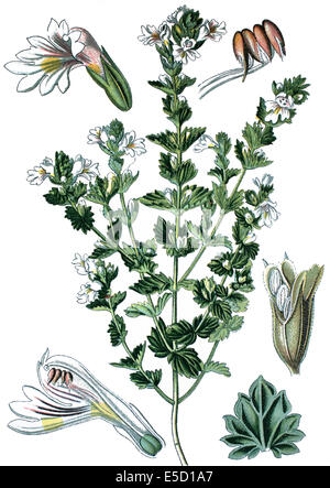 Augentrost, Eyewort, Euphrasia officinalis Stockfoto