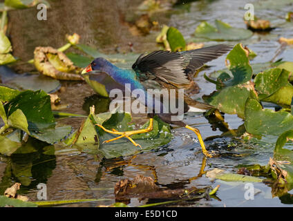 Lila Gallinule (Porphyrio Martinica) zu Fuß auf Seerosen Stockfoto