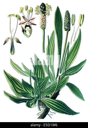 Englisch Plantain, Narrowleaf Plantain, Spitzwegerich Spitzwegerich, Ribleaf, Buckhorn Wegerich, Buckhorn und Lamm Zunge, Plantago Lanze Stockfoto