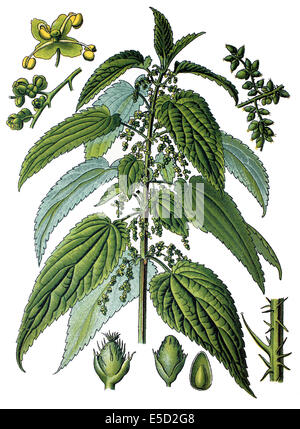 Urtica Dioica, oft als Brennnessel oder Brennnessel Stockfoto