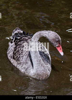 Juvenile Australian Black Swan (Cygnus olor) Stockfoto