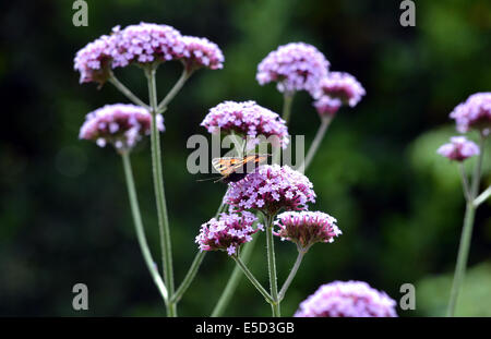 Verbena Bonariensis mit kleiner Fuchs Schmetterling, Agalais urticae Stockfoto