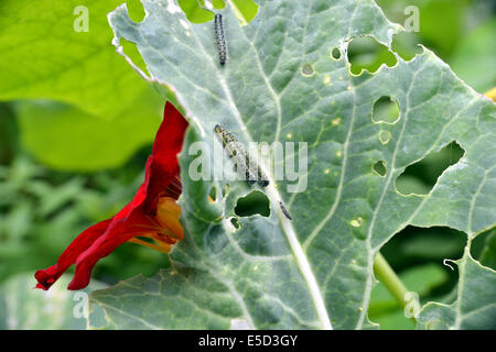 Kohl weißen Schmetterling Raupe Bühne - hier auf einem halb gegessen Blumenkohl-Blatt mit einer Kapuzinerkresse Blume (links) zu sehen Stockfoto