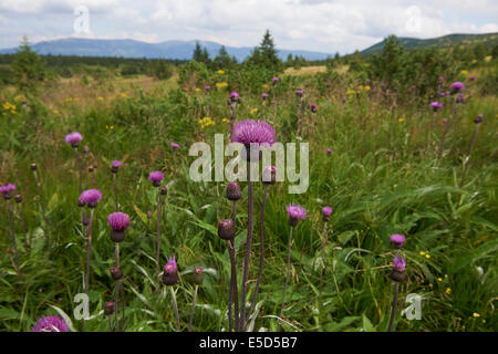 Ausblick auf Pancavska Wiese, Pancavska Louka, Zlate Navrsi, Riesengebirge, Nationalpark Riesengebirge, Tschechische Republik Stockfoto