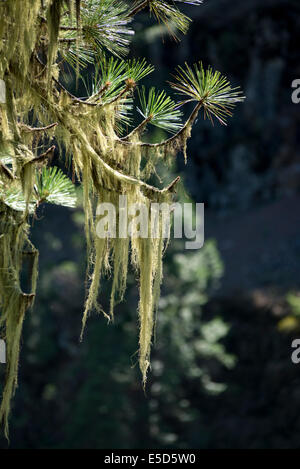 Usnea, auch bekannt als Alter Mann Bart wachsen auf Ästen eines Baumes Ponderosa Pine entlang Grande Ronde River in Oregon. Stockfoto