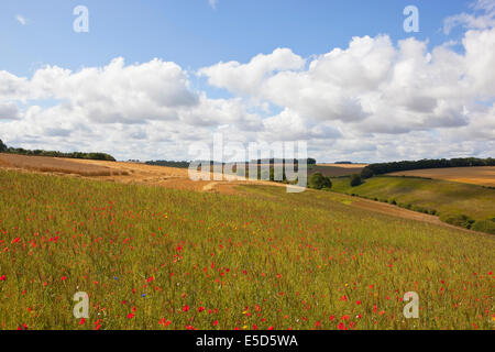 Bunte jährliche Wildblumenwiese mit Patchwork-Feldern, Bäumen und Hecken in die Yorkshire Wolds. Stockfoto