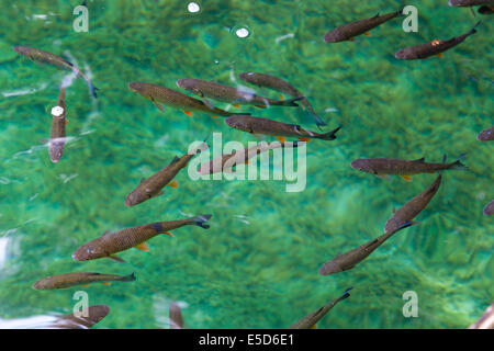 Forelle im smaragdgrünen Wasser der Plitvicer See, Kroatien. Stockfoto