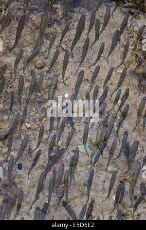 Forellen-Fischen im klaren Wasser der Plitvicer See, Kroatien. Stockfoto