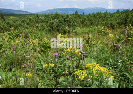 Ausblick auf Pancavska Wiese, Pancavska Louka, Zlate Navrsi, Riesengebirge, Nationalpark Riesengebirge, Tschechische Republik Stockfoto