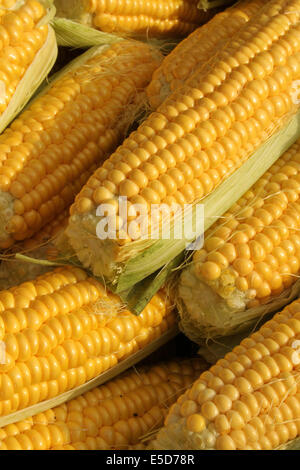 Frisch gepflückt Mais Maiskolben am lokalen Markt-stand Stockfoto