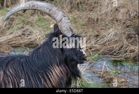 Wilde Ziegen in der Galloway Forest Park in Schottland. Stockfoto