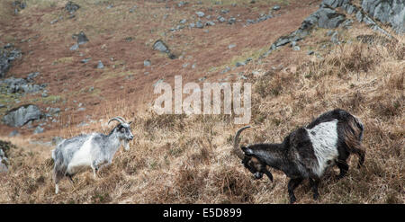 Wilde Ziegen in der Galloway Forest Park in Schottland. Stockfoto