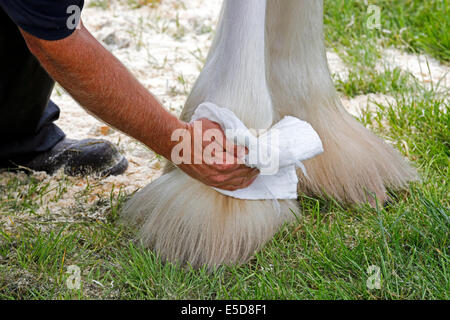 Besitzer, Reinigung und die Hufe eines Pferdes Clydesdale in Vorbereitung für eine wettbewerbsfähige Show pudern. Glasgow-Schottland, Großbritannien Stockfoto