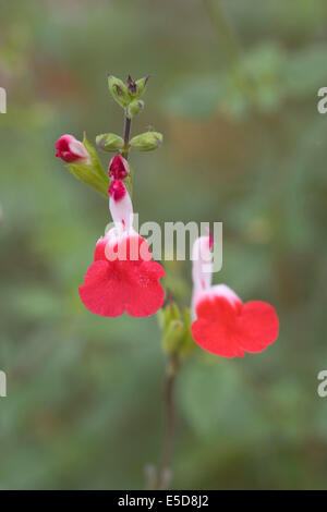 Salvia x vulgare Blütezeit im Garten Stockfoto