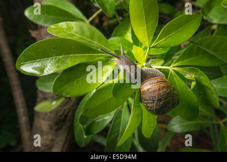 Gemeinsamen Schnecke-Helix Aspersa in der Nacht, Surrey, England Stockfoto