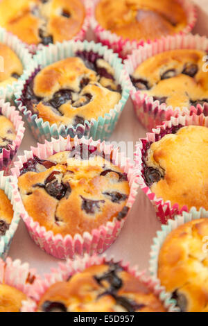 Blaubeer-muffins Stockfoto