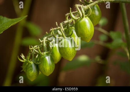 Unreife Tomaten auf der Rebe-Solanum Lycopersicum var. cerasiforme Stockfoto