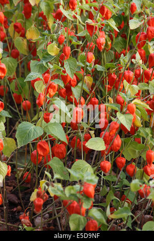 Physalis Alkekengi Lampion Nahaufnahme Reife Samenköpfe Stockfoto