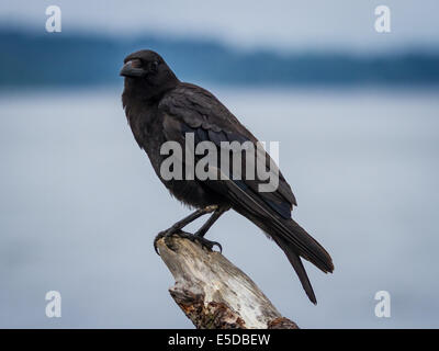 Eine einzige Krähe thront auf einem Stück Treibholz, auf dem Ufer von Puget Sound Stockfoto