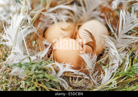 Drei braunen Eiern im nest Stockfoto