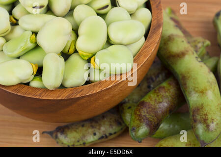 Dicke Bohnen, Mature, Reife Fava Bean Stockfoto