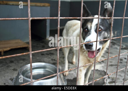 Hund im Käfig Stockfoto