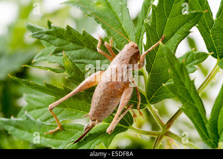 Weibliche dunkle Bush-Cricket (Pholidoptera Griseoaptera), hier auf Blackberry Busch sitzen lässt. Stockfoto