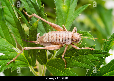 Weibliche dunkle Bush-Cricket (Pholidoptera Griseoaptera), hier auf Blackberry Busch sitzen lässt. Stockfoto