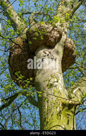 Ahornblättrige Platane (Platanus X hispanica, Syn Platanus X acerifolia) mit harmlosen abnormales Zellwachstum, Kurpark, Bad Nauheim Stockfoto