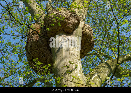 Ahornblättrige Platane (Platanus X hispanica, Syn Platanus X acerifolia) mit harmlosen abnormales Zellwachstum, Kurpark, Bad Nauheim Stockfoto