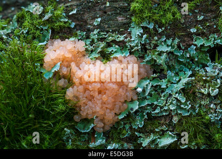 Rote Himbeere Schleim (Tubifera Ferruginosa) Fruchtkörper Körper auf abgestorbenem Holz zwischen Flechten und Moos, Mönchbruch Wald, Hessen Stockfoto