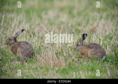 Zwei Hasen (Lepus Europaeus), Emsland, Niedersachsen, Deutschland Stockfoto