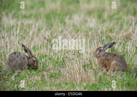 Zwei Hasen (Lepus Europaeus), Emsland, Niedersachsen, Deutschland Stockfoto