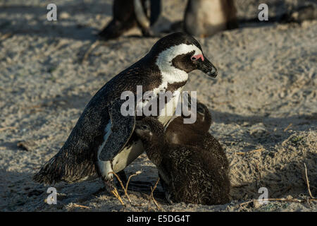 Jackass Penguin oder afrikanische Pinguin (Spheniscus Demersus), Zucht Vogel mit zwei Küken, ca. 10 Wochen, Boulders Beach Stockfoto